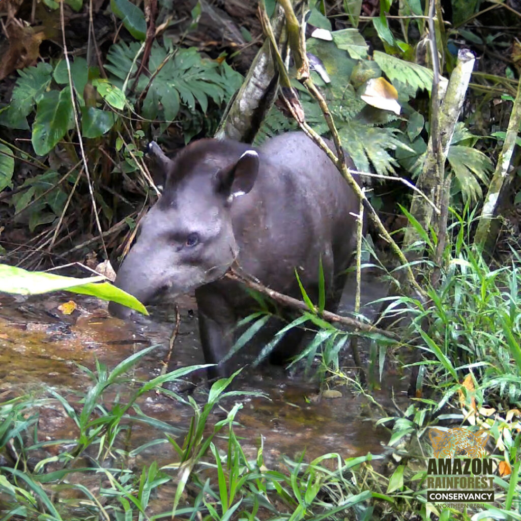 Securing a Wildlife Corridor in the Amazon.