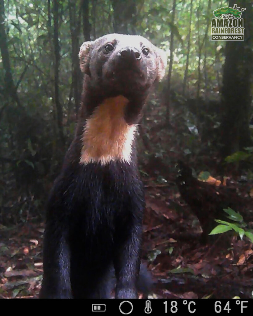 Securing a Wildlife Corridor in the Amazon.
