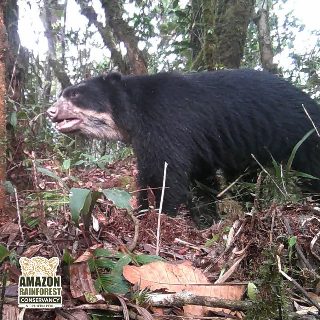 Securing a Wildlife Corridor in the Amazon.
