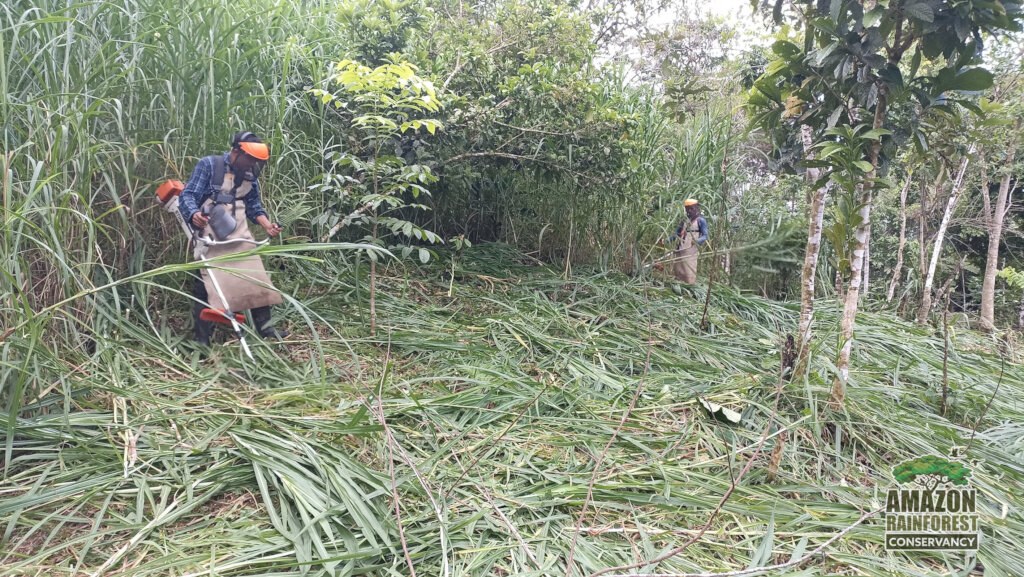 Securing a Wildlife Corridor in the Amazon.