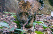 Securing a Wildlife Corridor in the Amazon.
