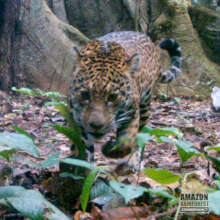 Securing a Wildlife Corridor in the Amazon.