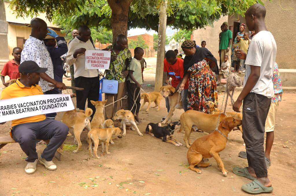 Expanding dog vaccination and welfare education