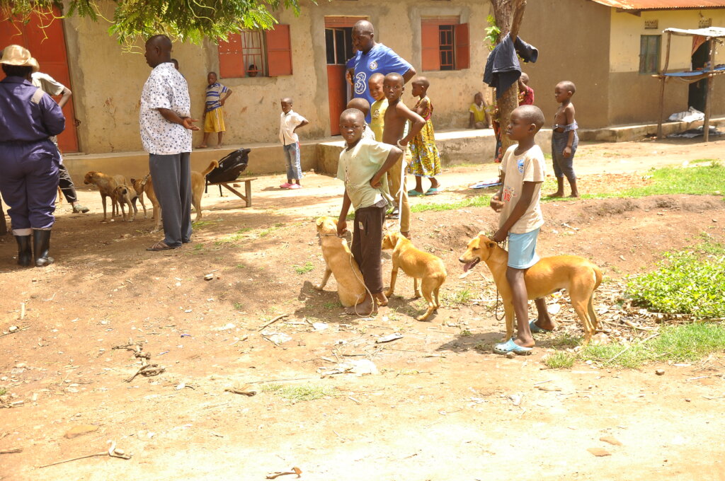 Expanding dog vaccination and welfare education