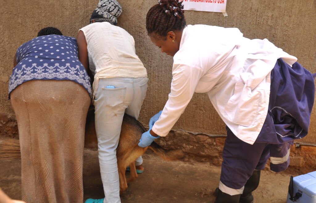 Expanding dog vaccination and welfare education