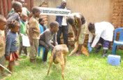 Expanding dog vaccination and welfare education