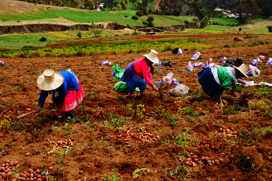 Community Horticulture for Food Security in Peru