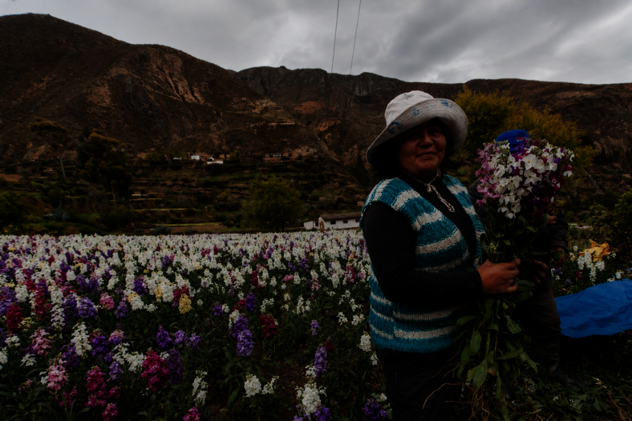 Community Horticulture for Food Security in Peru