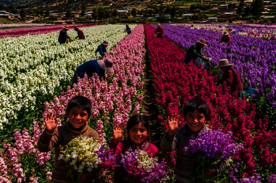 Community Horticulture for Food Security in Peru