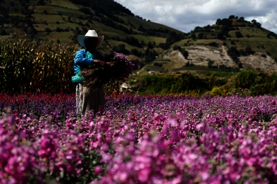 Community Horticulture for Food Security in Peru