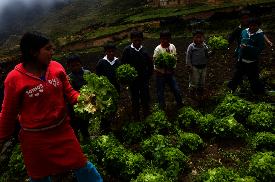 Community Horticulture for Food Security in Peru