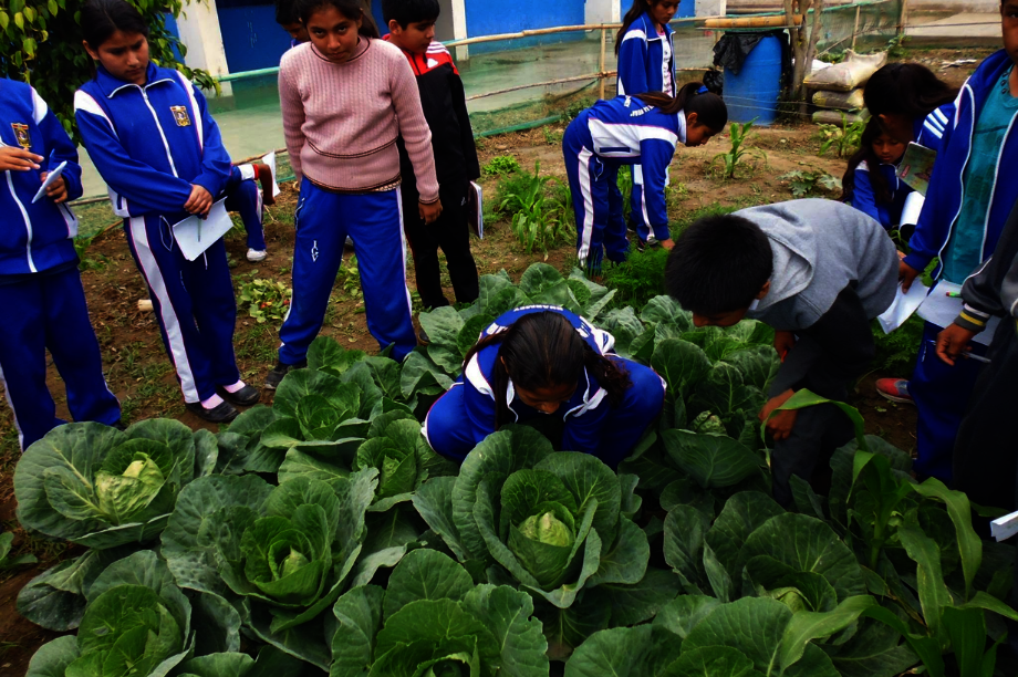Community Horticulture for Food Security in Peru