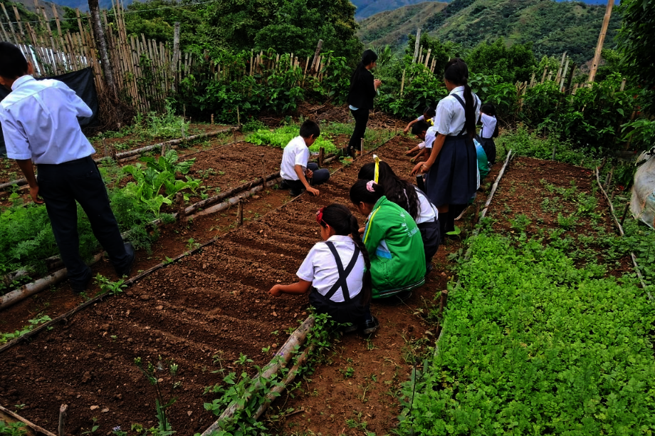 Community Horticulture for Food Security in Peru