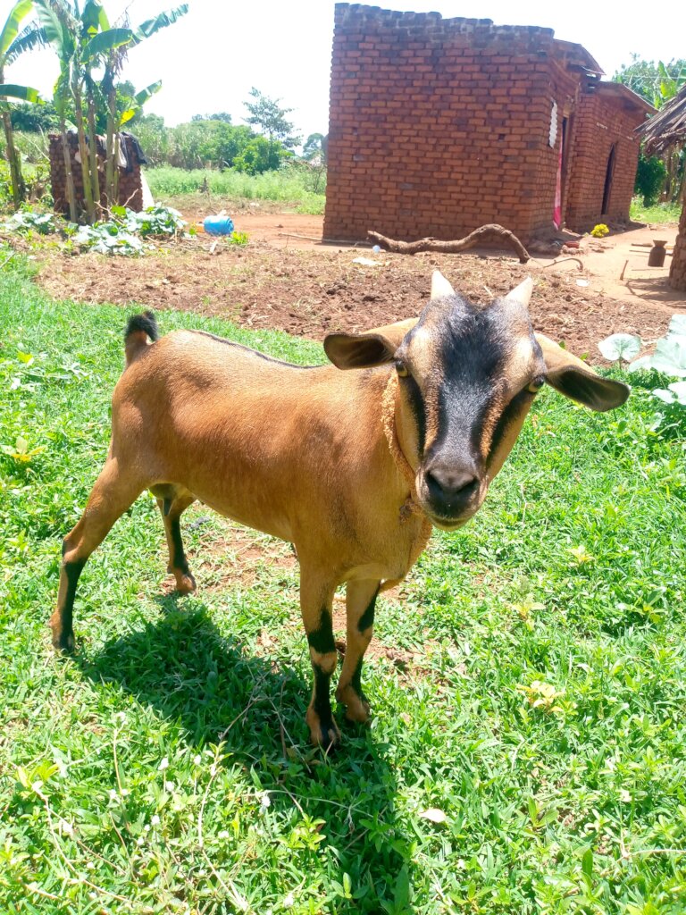 Donate a Goat for Sustainability Livelihood