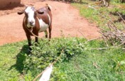 Donate a Goat for Sustainability Livelihood