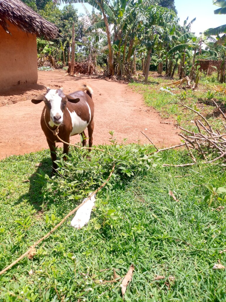 Donate a Goat for Sustainability Livelihood