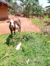 Donate a Goat for Sustainability Livelihood