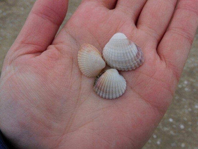 Mitigate storms,improve incomes in Aral Sea region