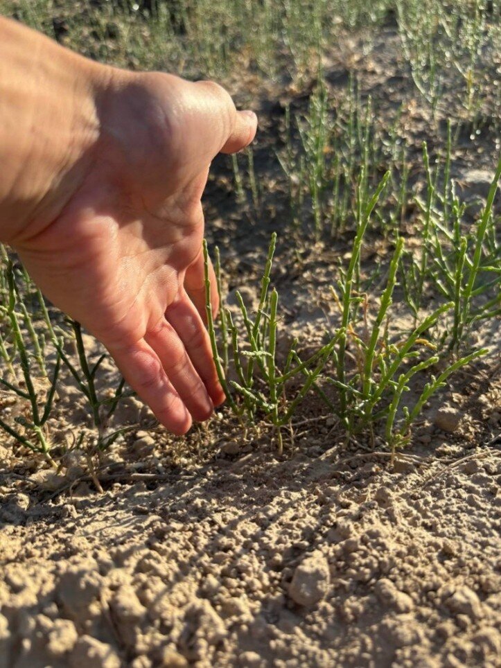 Mitigate storms,improve incomes in Aral Sea region