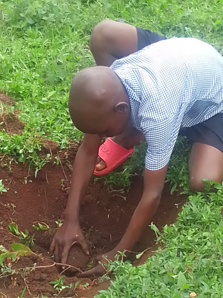 Green eyes: Help 1000 Ugandan students plant trees