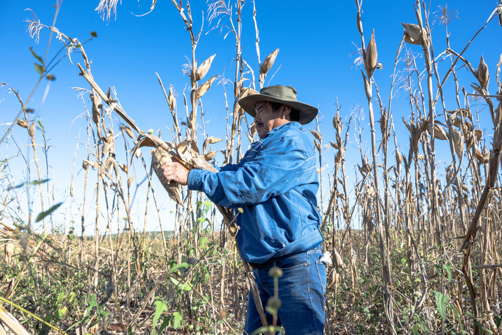 Help Mayan Farmers Rescue Their Native Corn