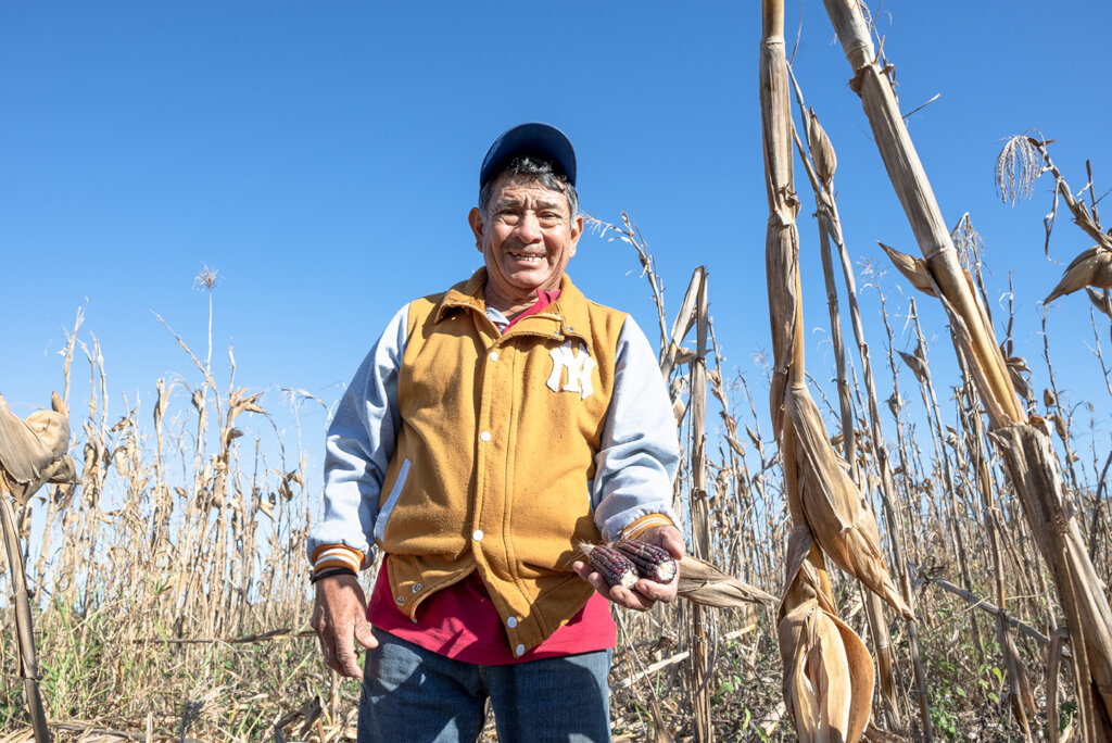 Help Mayan Farmers Rescue Their Native Corn