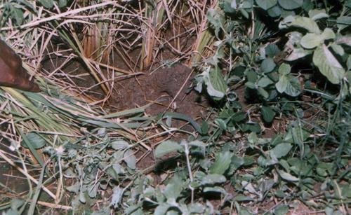 Integrated Development of Poor Tribal rat catchers