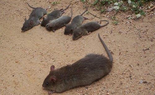 Integrated Development of Poor Tribal rat catchers