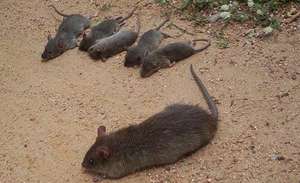 More rats, More income!