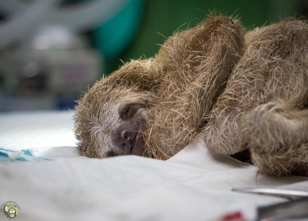 Saving Sloths Together
