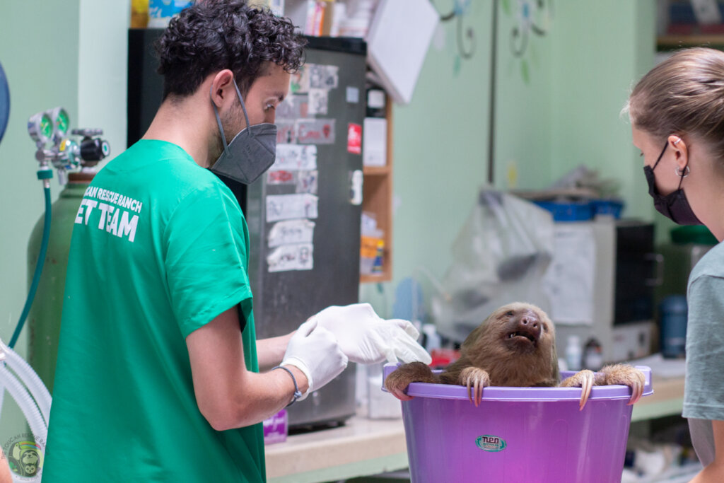 Saving Sloths Together