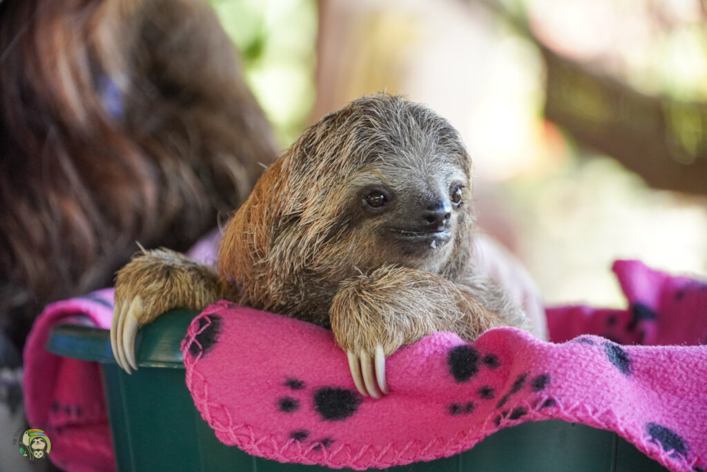 Saving Sloths Together