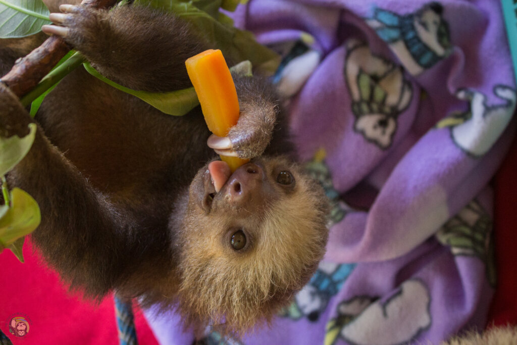 Saving Sloths Together