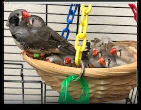 Some of the 177 rescued finches