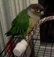 Sweetpea, a recently-adopted Greencheek Conure