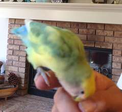 Watermelon reaching for a head skritch