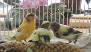 Canary flock: Mom, Dad and Baby