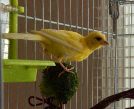 Curtis the Canary