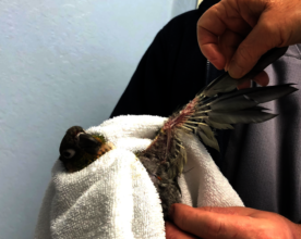 PJ at the vet - showing off feather damage