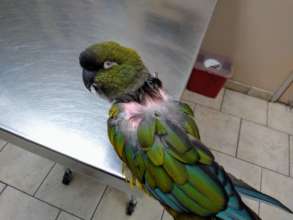 Charlie, a Patagonian Conure, at the vet