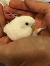 Fluffernutter, a splay-legged baby budgie