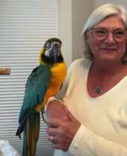 Ralph, a magnificent blue-and-gold macaw