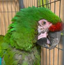 Matthew, a rescued military macaw