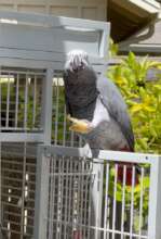 Amadeus, an African Grey