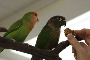 Lovebird and Green Cheek Conure Friends