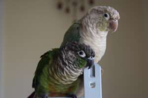 Archie & Chappy, conures