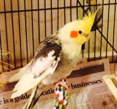 Bernie, a cockatiel with arthritic symptoms