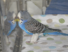 Bluebelle, a severely injured budgie