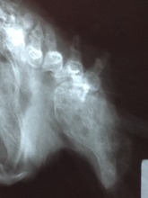 X-ray of Boomer's tail bone, before surgery