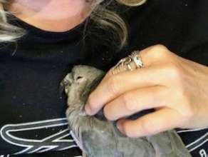 Buster enjoying a head rub